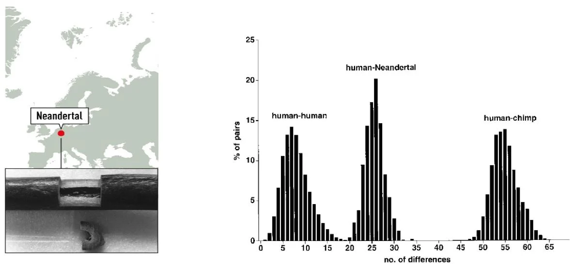 2022年ノーベル生理学医学賞解説『絶滅した人類のゲノムと人類の