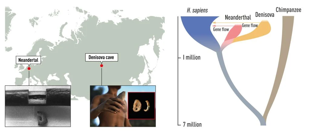 遺伝と人間 ほ乳類の性決定遺伝子Sryの発現制御メカニズムの解明に成功