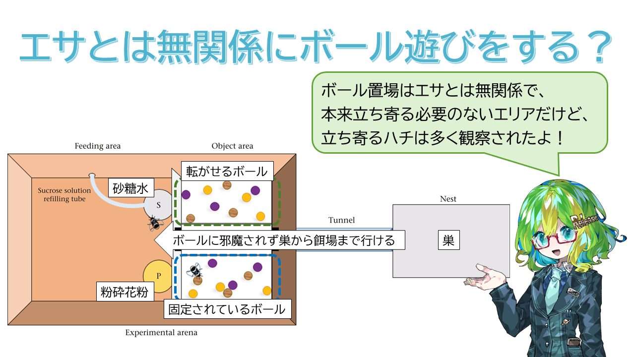 セイヨウオオマルハナバチは遊びをする！昆虫では初発見！ - Lab