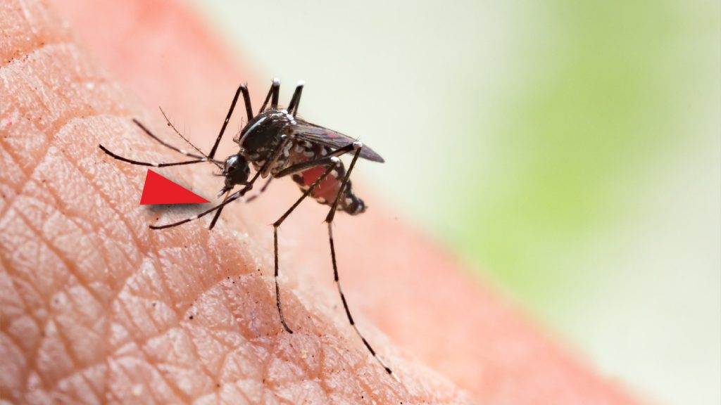 バイオミメティクスとは?実は誰にでも使える新開発技術! - Lab BRAINS