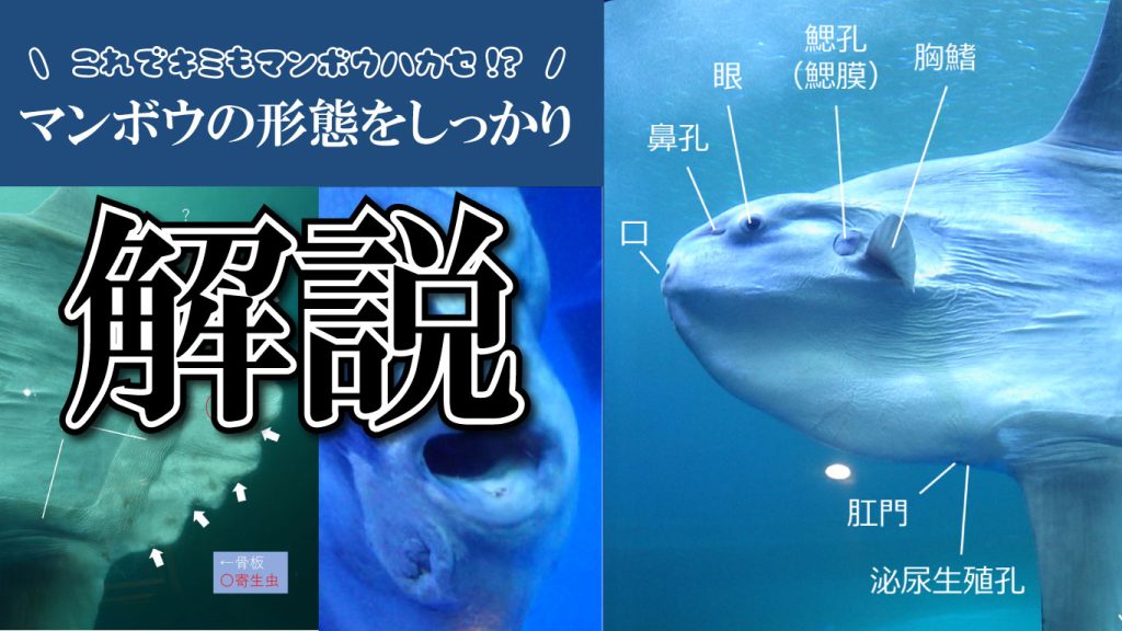 これで君もマンボウ博士!?マンボウの形態をしっかり解説！ - Lab BRAINS