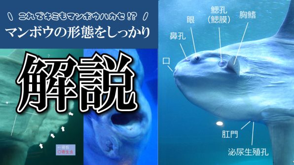 これで君もマンボウ博士!?マンボウの形態をしっかり解説！ - Lab BRAINS