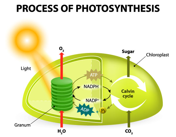  iPhone SDKの反応と進行中の質問