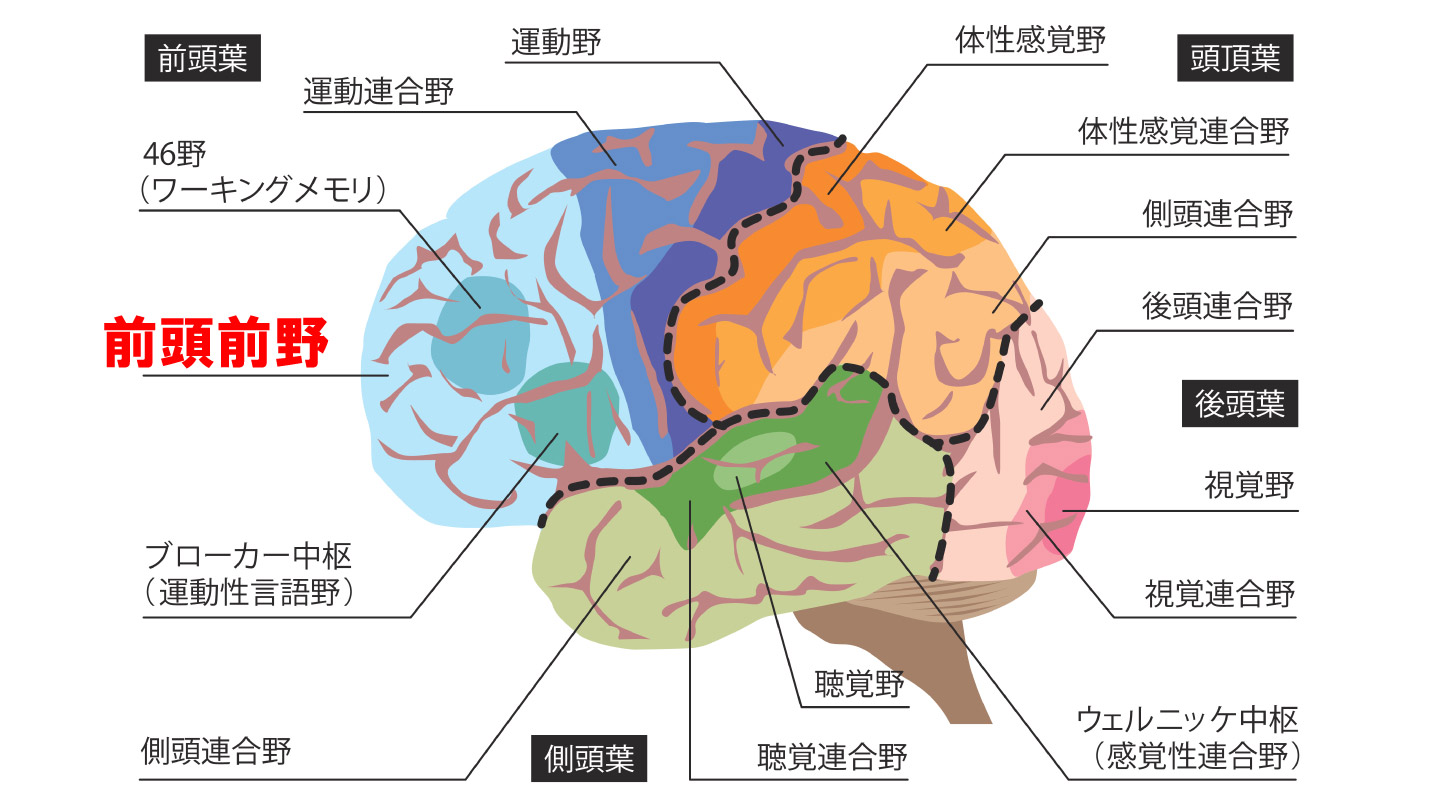 死後すぐに脳活動の亢進が検出される！
