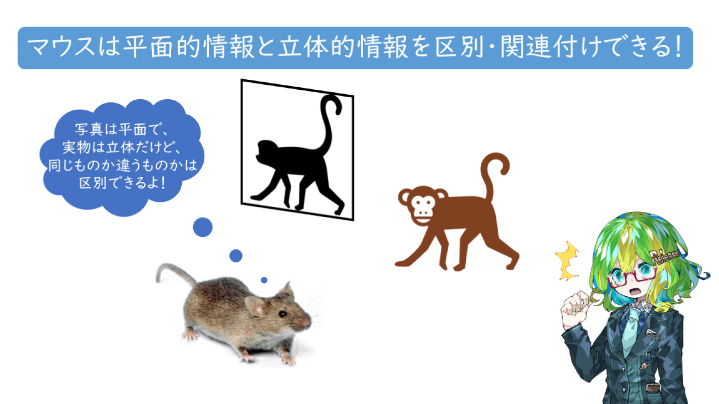 マウスは写真と実物を見分けられると判明！高度な関連付け能力もあるよ