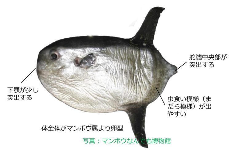 マンボウの仲間は何種いるの？ 見分け方も詳しく解説！ - Lab BRAINS