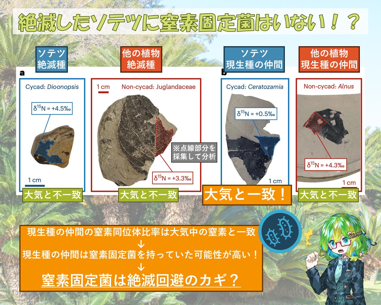 ソテツ類の化石　ジュラ紀後期 植物化石標本-地質時代別 /中生代 後期ジュラ紀| 地質標本鑑賞会