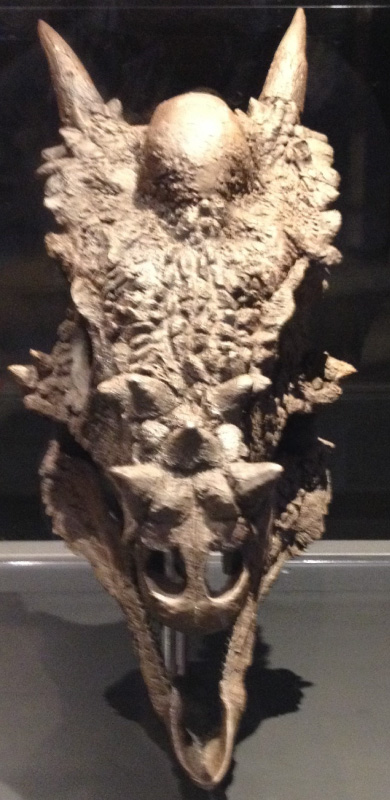 石頭」ができるまで～ パキケファロサウルスの成長について解説します