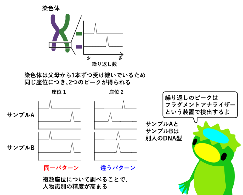 隠れた真実を暴き出せ！ 犯罪捜査を科学する！ - Lab BRAINS