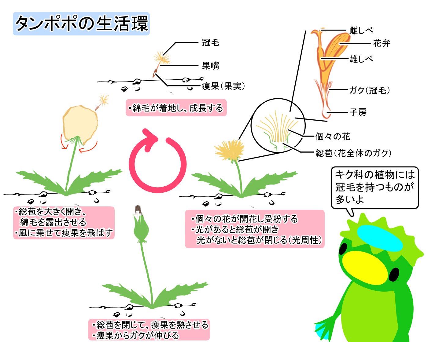 アネモネたんぽぽ綿毛セット タンポポの綿毛とビオラで作れる!? ふわふわ可愛いパンダ - ウェザー