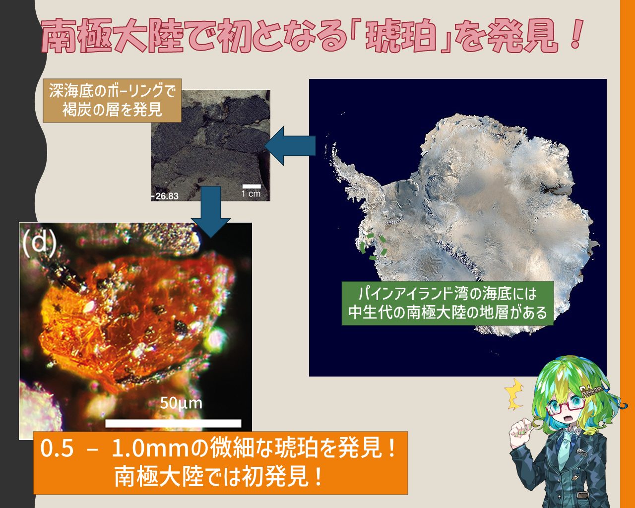 南極大陸で初めて「琥珀」を発見 中生代当時の森林環境を知るための