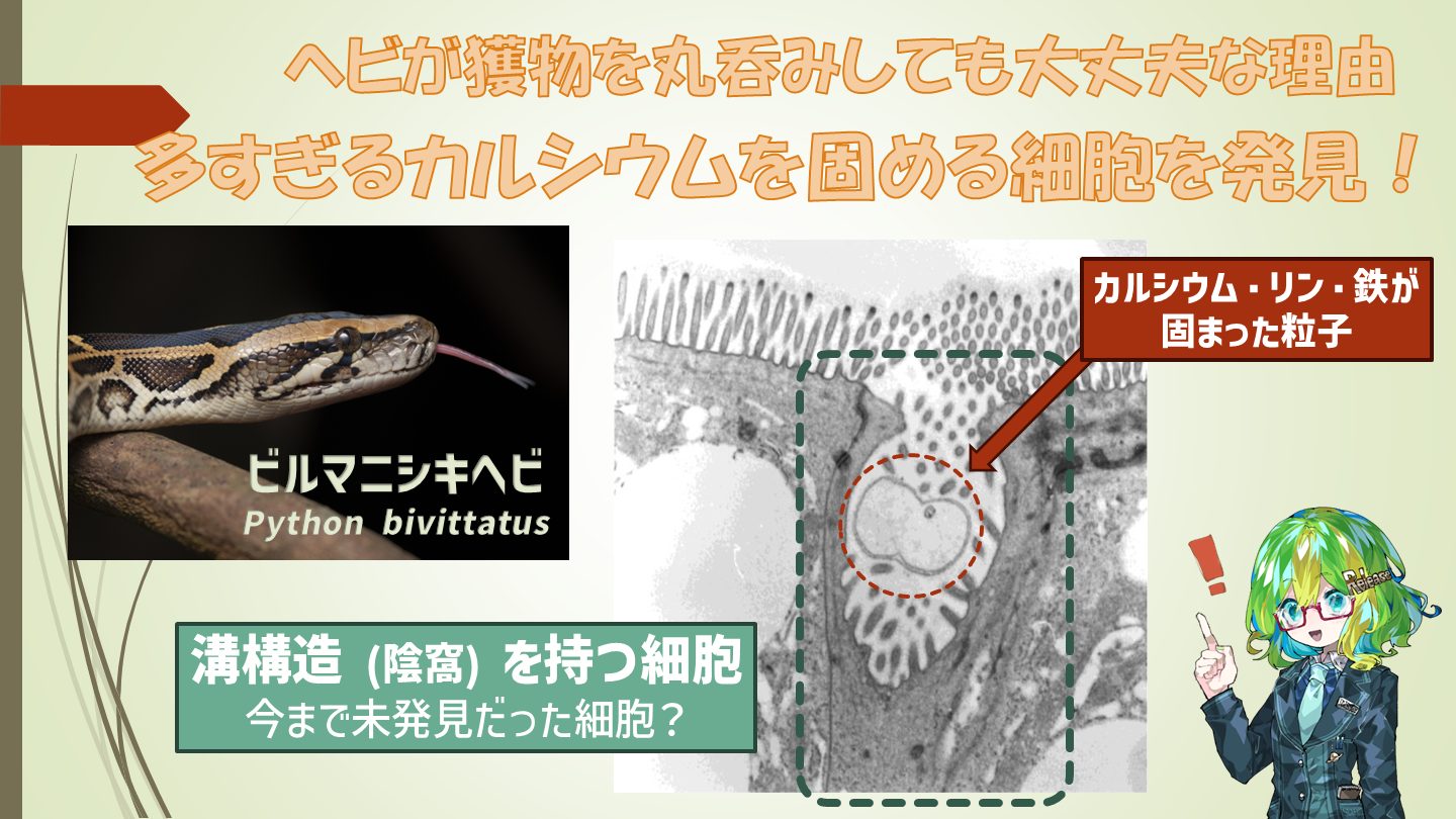 ヘビがカルシウムの過剰摂取を防ぐ仕組み サムネ