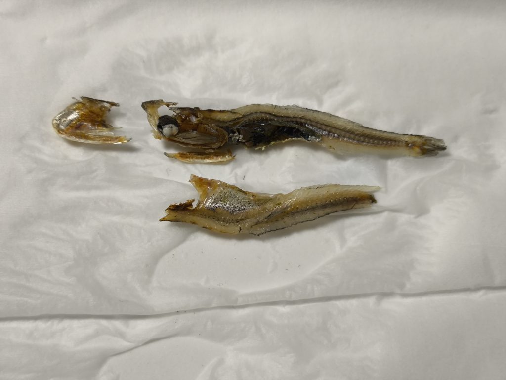 煮干しページ ヤマジョウ 煮干エソ - 住吉酒販