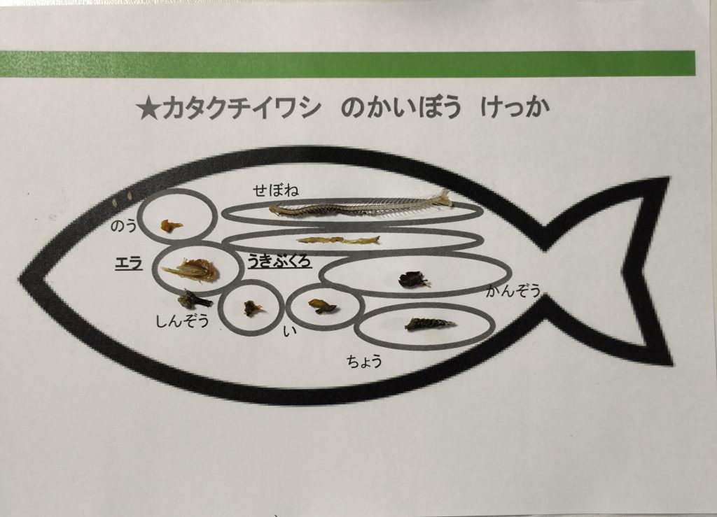 自由研究にお勧め】スーパーの煮干しで解剖＆顕微鏡観察！ - Lab BRAINS
