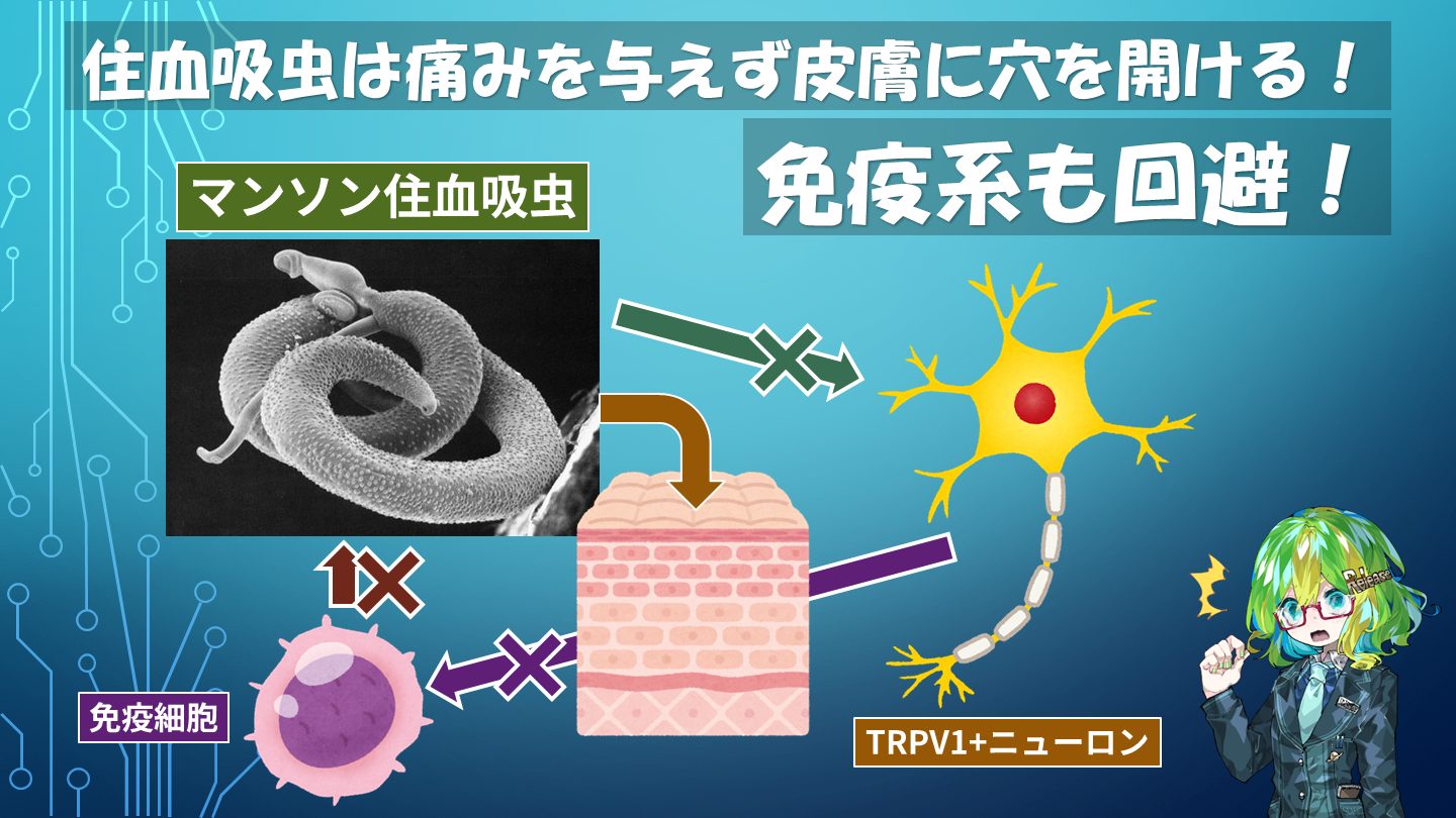 ガンは伝染する! : 恐るべき寄生虫症の真相 Amazon.co.jp: ガンは伝染する: 恐るべき寄生虫症の真相 : 笹川