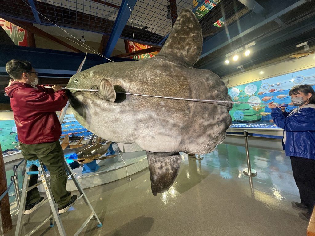 博物館などで展示されている生物の剥製は少し縮んでいる？ - Lab BRAINS