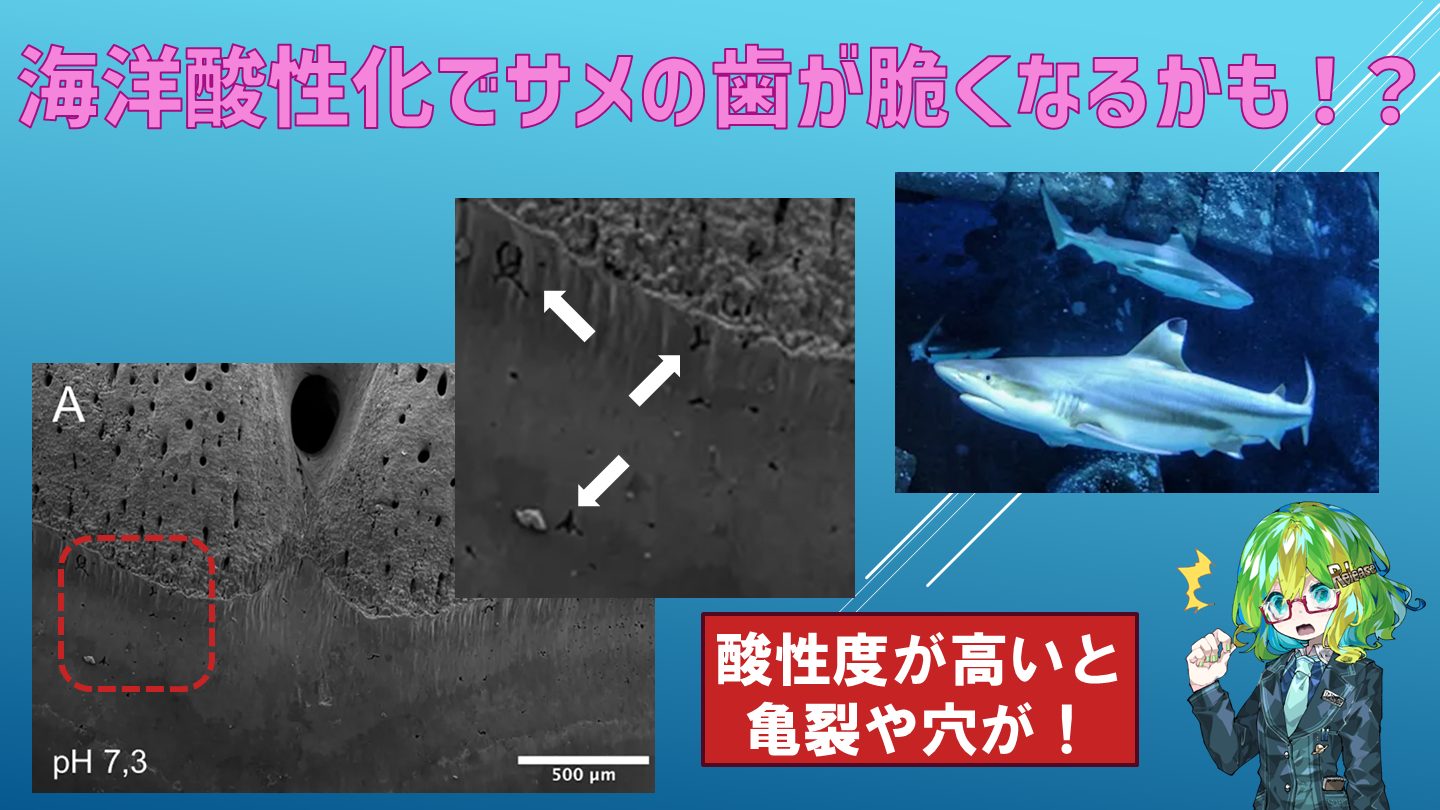 海洋酸性化でサメの歯が脆くなっている？ 懸念を示唆する研究 - Lab BRAINS
