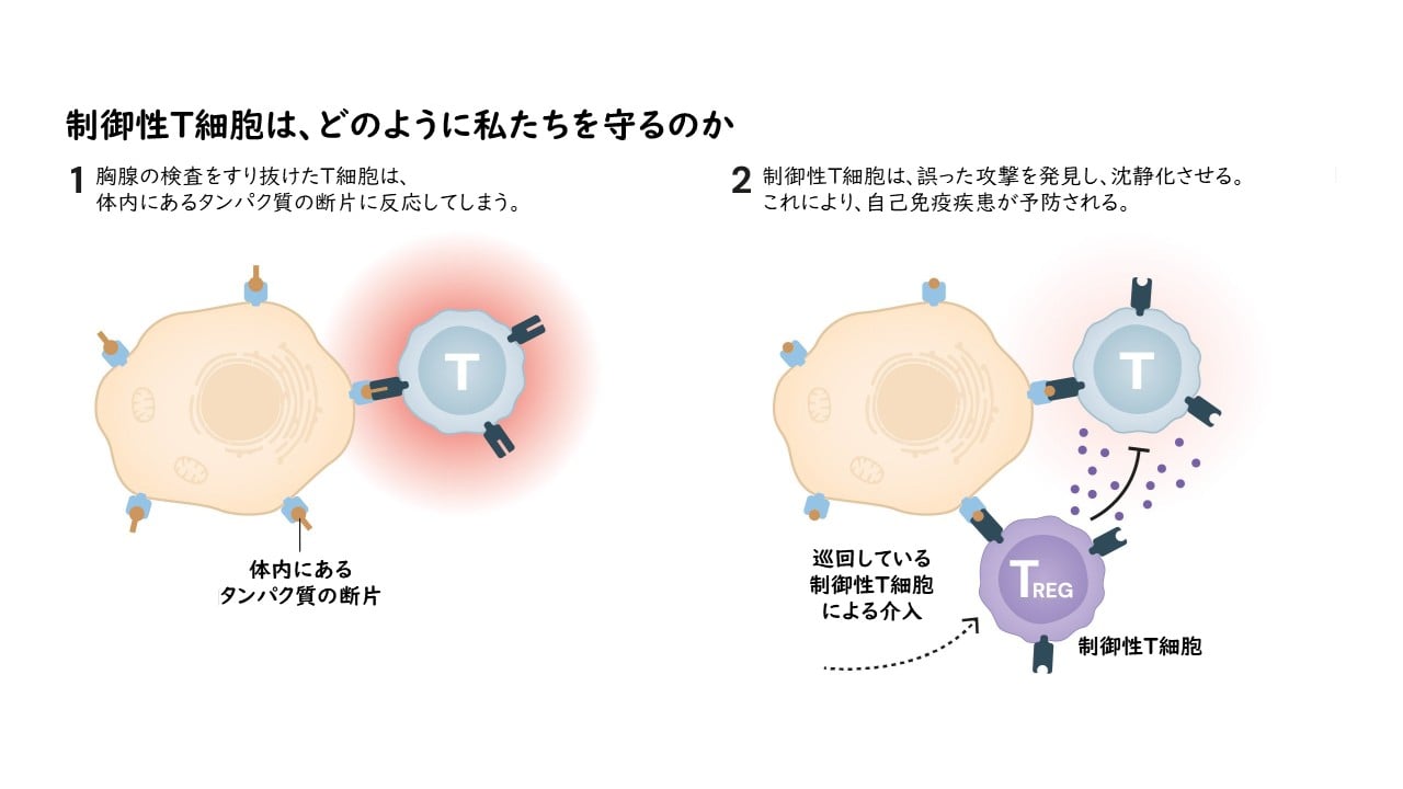 2025年ノーベル生理学医学賞について分かりやすく解説！『末梢性免疫