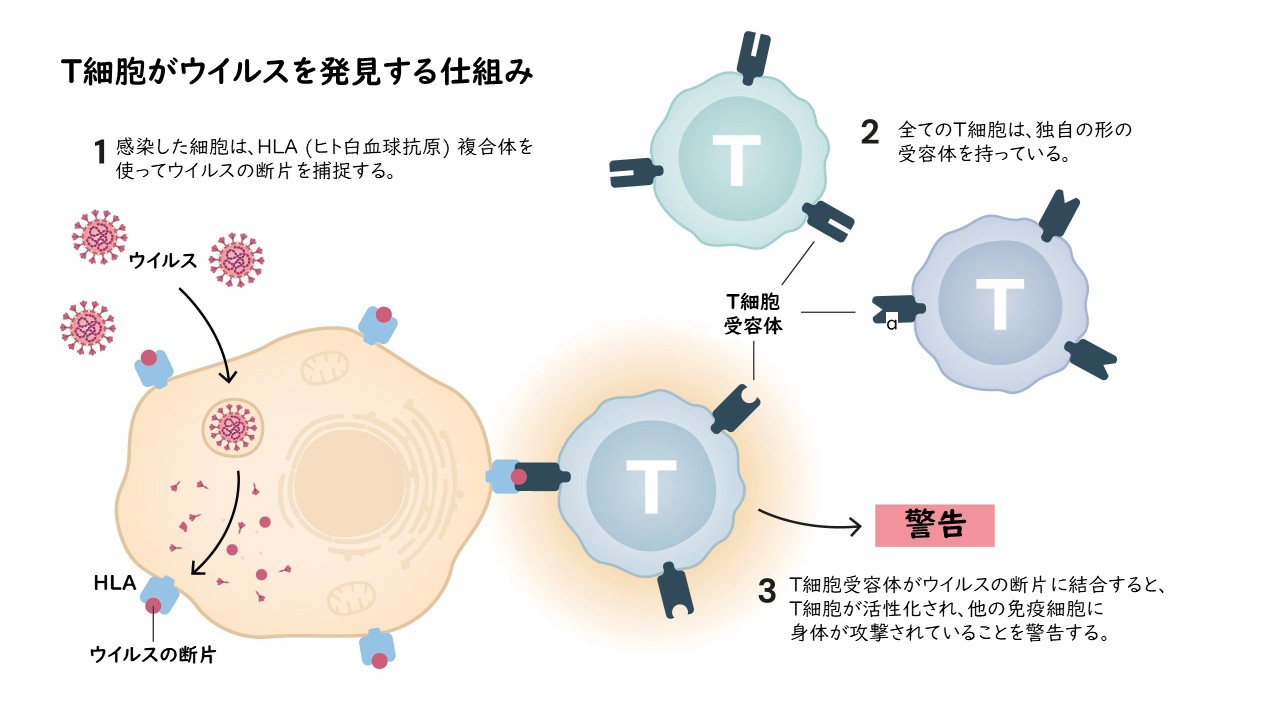 2025年ノーベル生理学医学賞について分かりやすく解説！『末梢性免疫