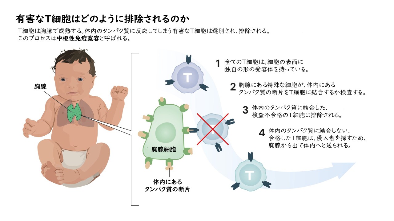 2025年ノーベル生理学医学賞について分かりやすく解説！『末梢性免疫