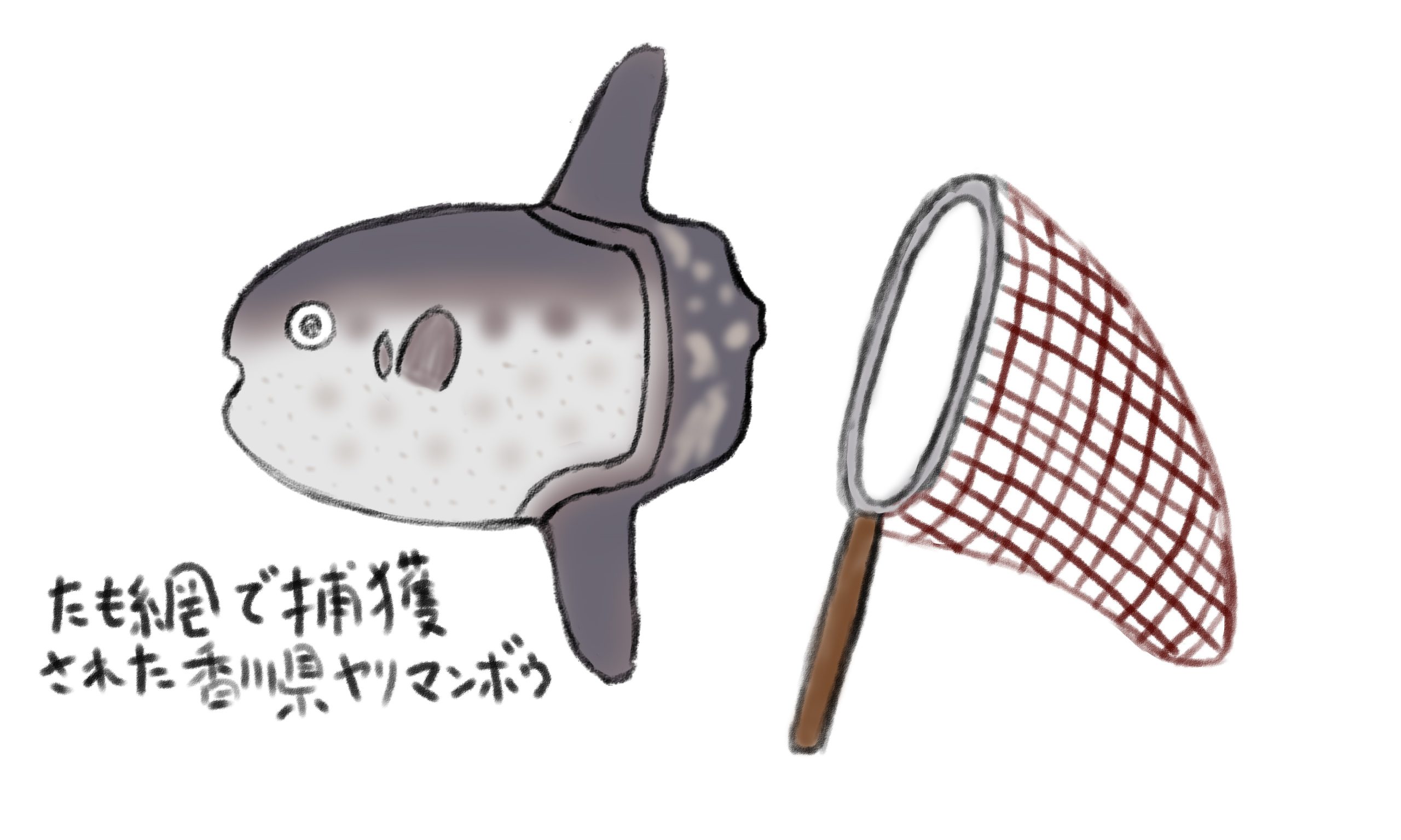 瀬戸内海初記録（たぶん）のヤリマンボウ - Lab BRAINS