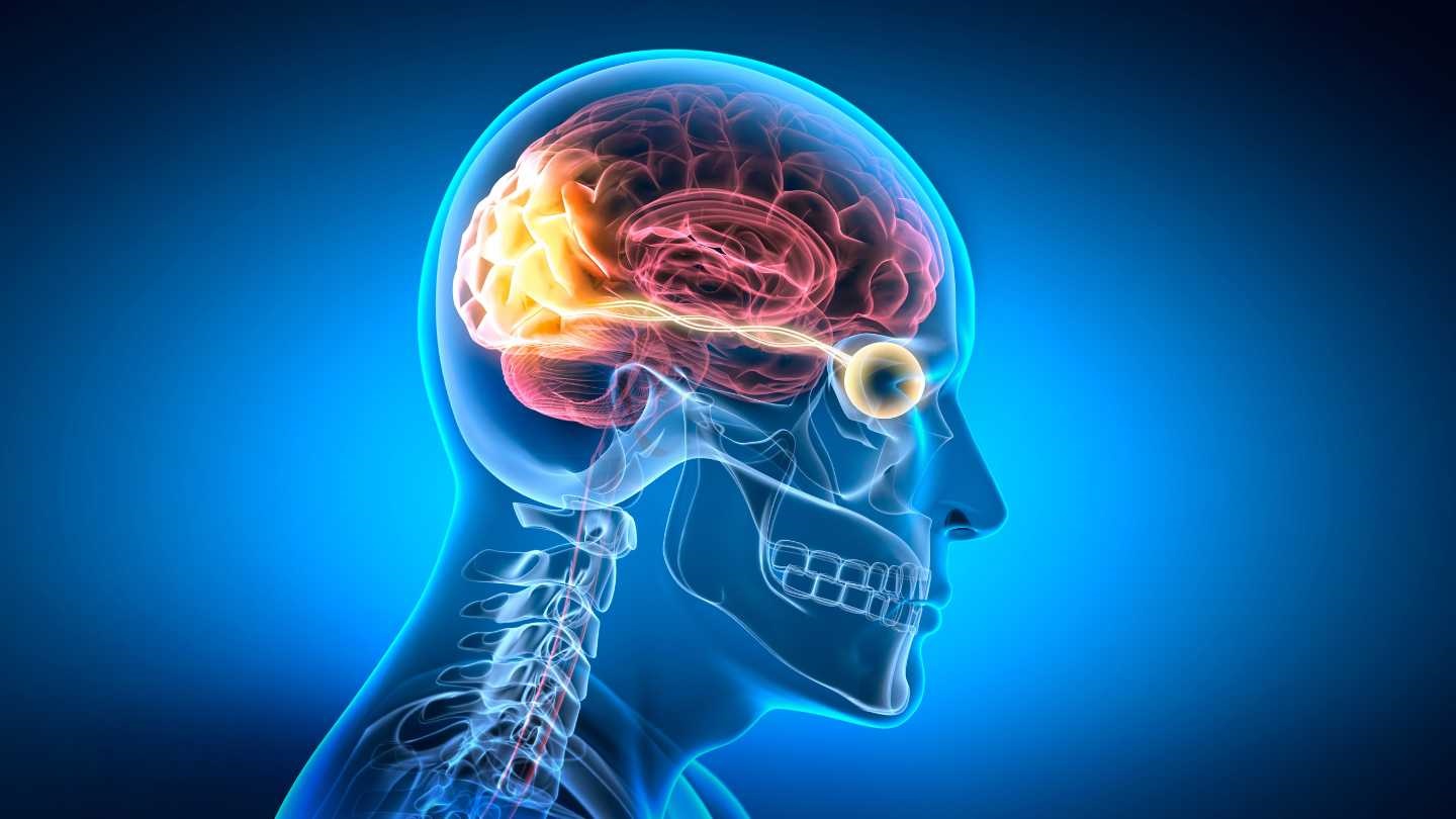 視覚経験から脳内に形成される意味をリアルタイムに解読する（11月5日号 Science Advances 掲載論文） - Lab BRAINS