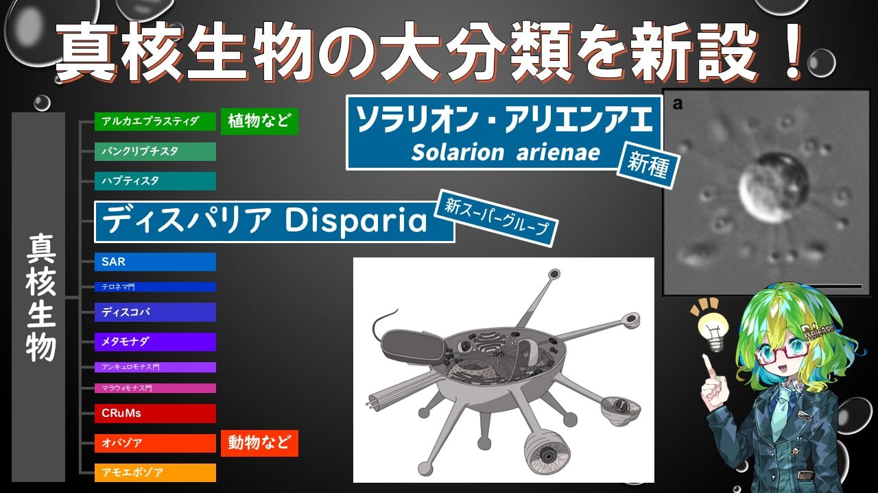 太陽のような単細胞生物から、真核生物の大分類「ディスパリア」を新設